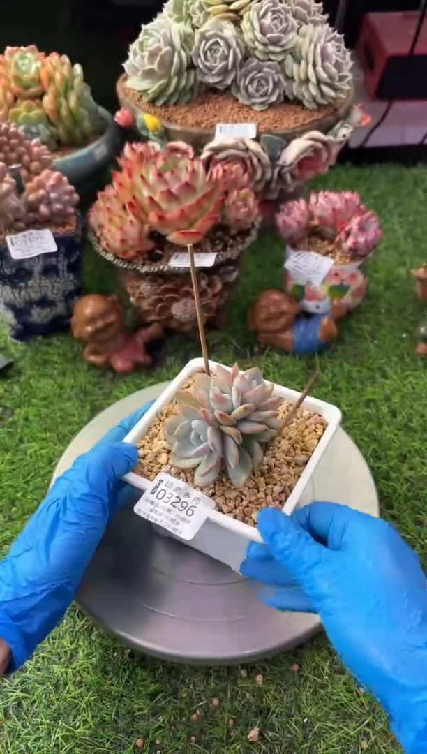 昆明印象多肉03296