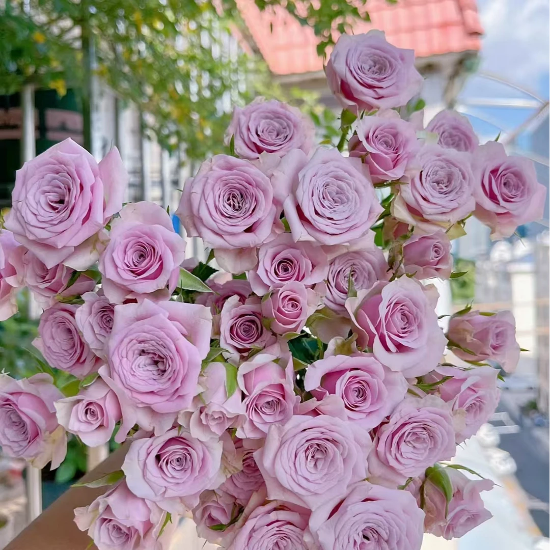 莱拉多头玫瑰-家养鲜花-云南基地直发-任意两单包邮