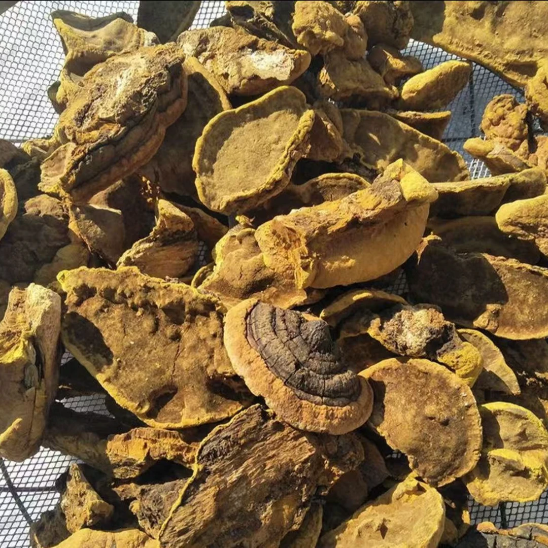 于老师推荐-桑黄山货