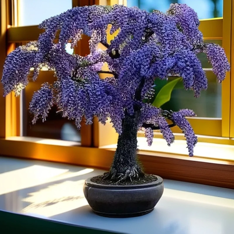 紫藤流云追月，进口与本地品种杂交而成的流云追月