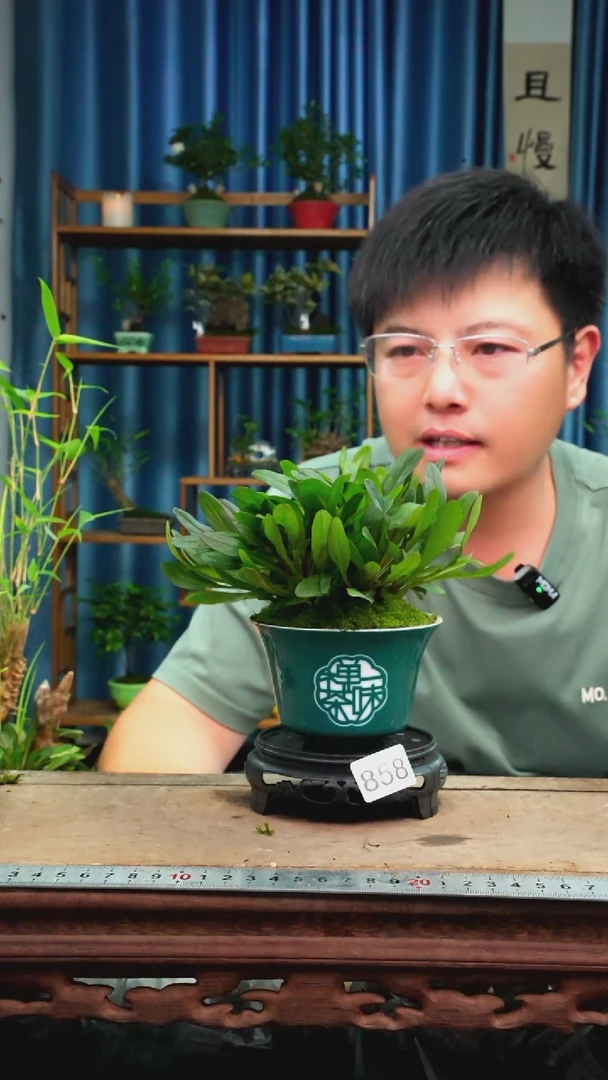 无花朵苔藓微景观858号