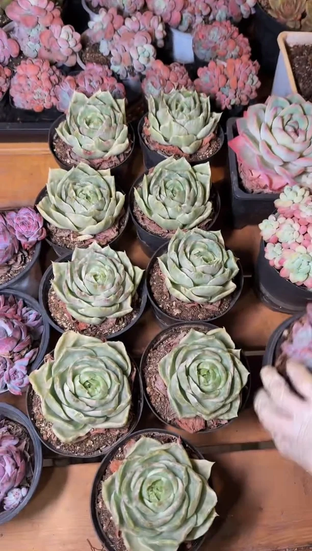 110#母本翠湖锦（8-10cm）脱土