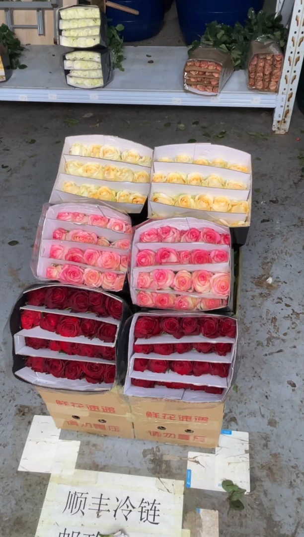 艾沙20枝+高原红20枝+香槟20枝