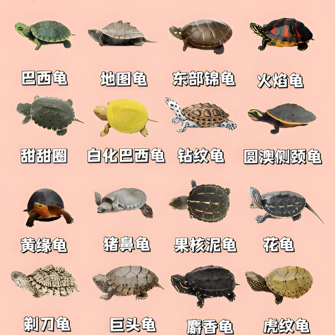 祥叔直播间挑选专拍链接-龙眼叶草龟蛋龟巴西火焰类