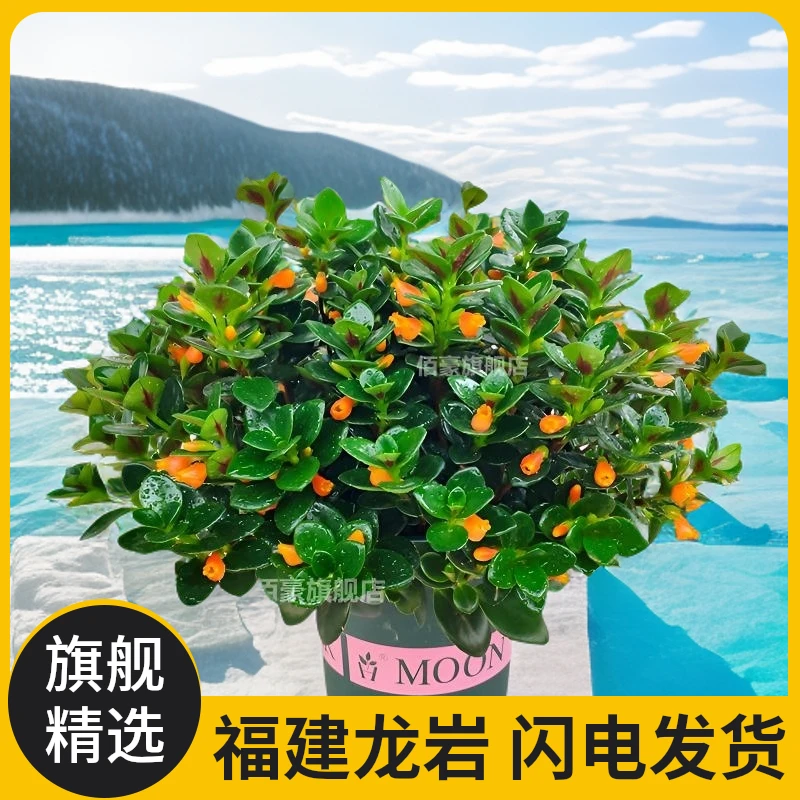 金鱼吊兰好养盆栽室内花卉多肉植物绿植吸甲醛花期超长金黄色花