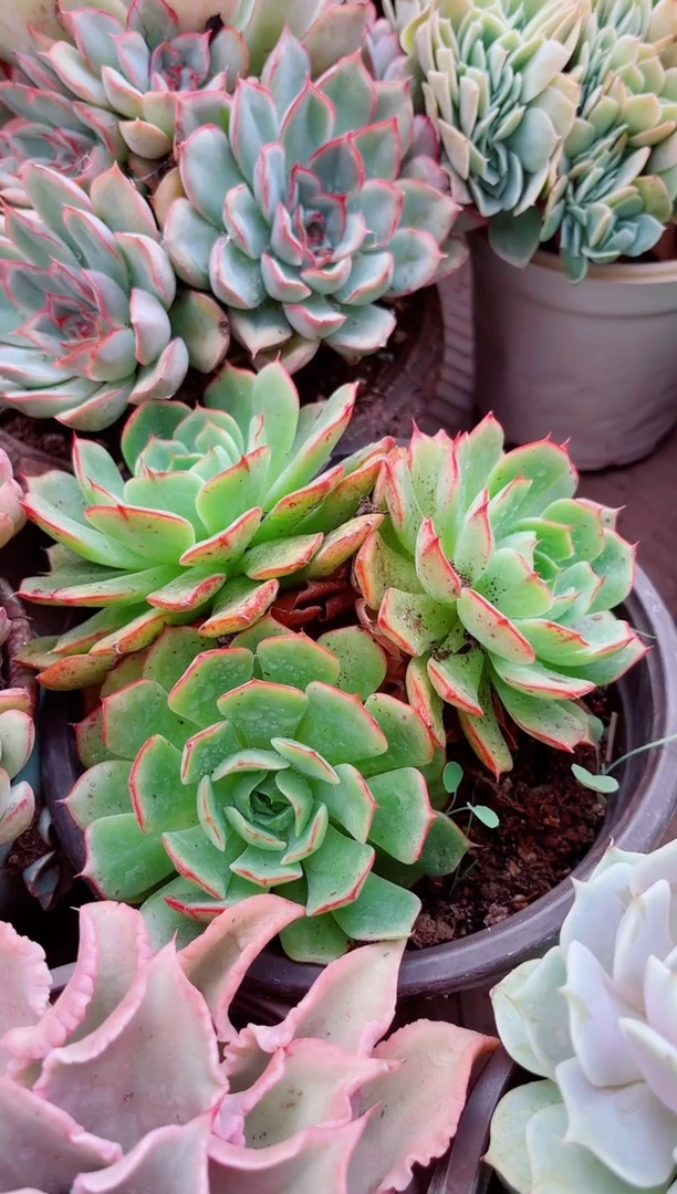 Y****兔30142多肉植物一物一拍
