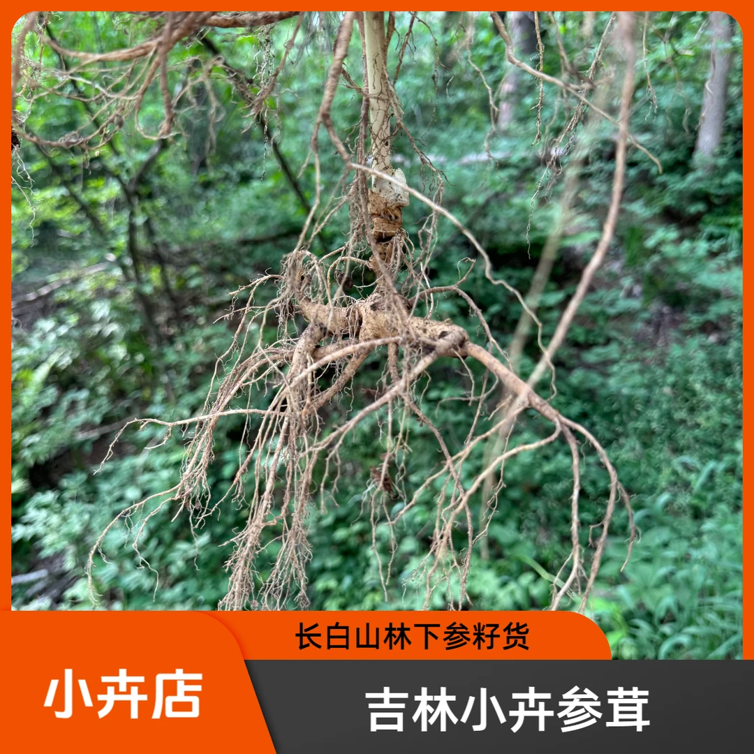 {小卉专属}长白山林下参籽货 直播间临时改价链接