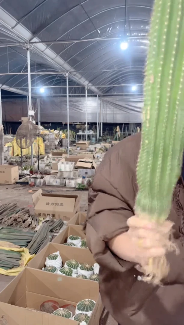 【闪购商品】20cm+大凤龙