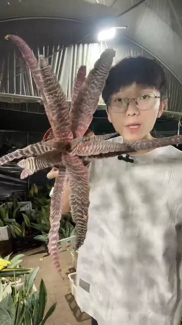 黑蜘蛛带盆土39.8.