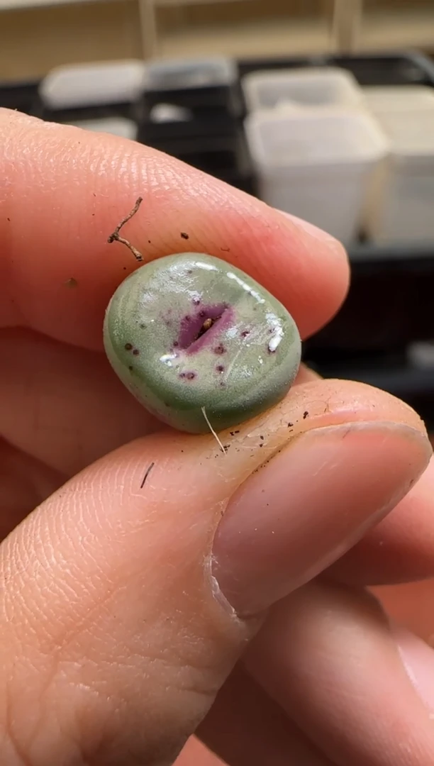 【闪购商品】13-107