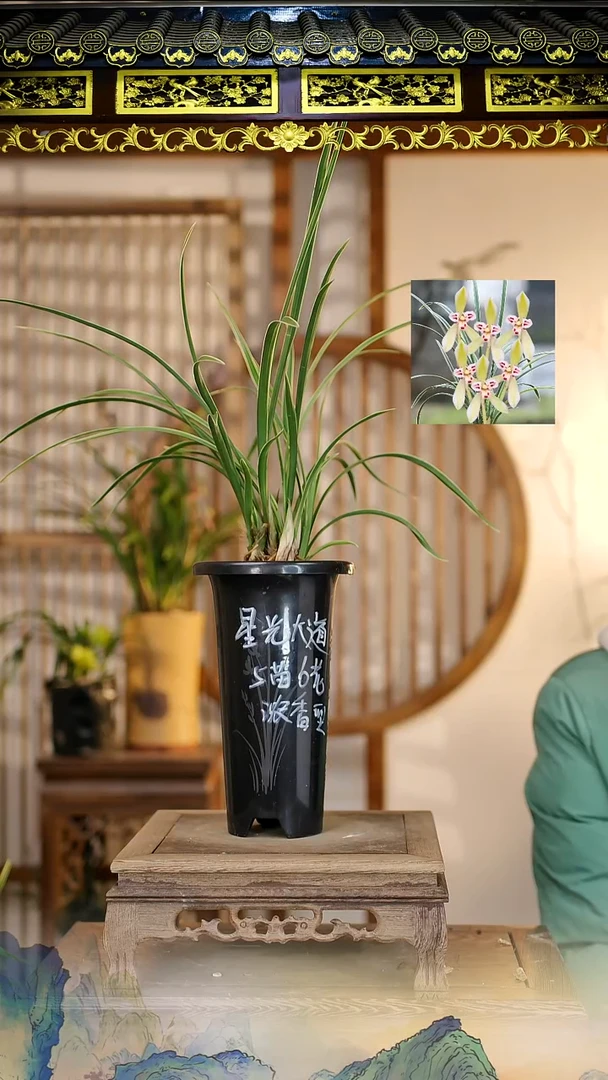 全部花苞星光大道5苗6花