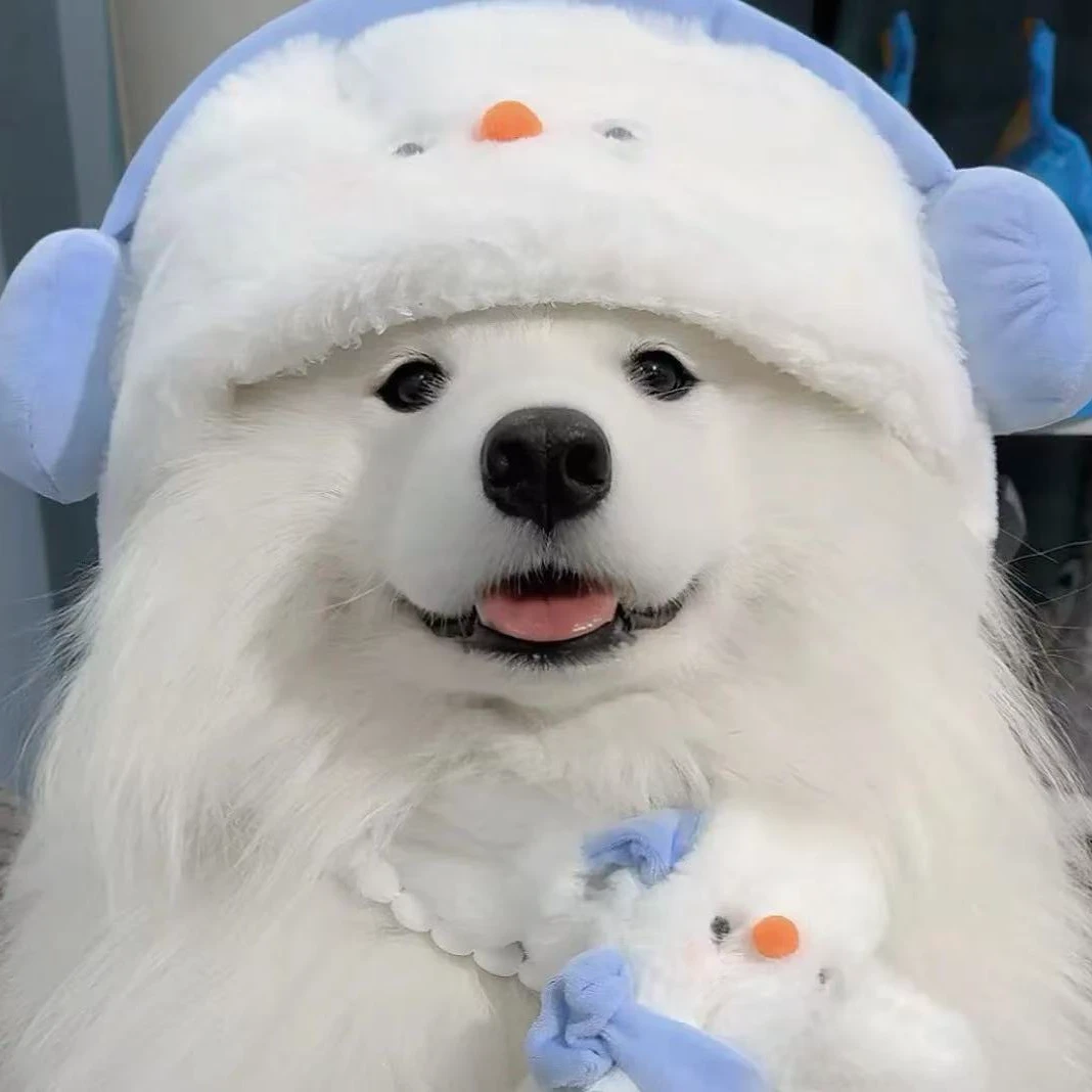 小羊家的萨摩耶狗狗活体链接
