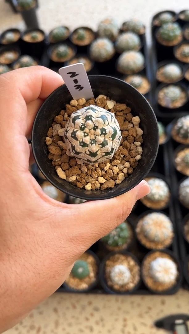 M****a小漂亮实生根星兜，编码213