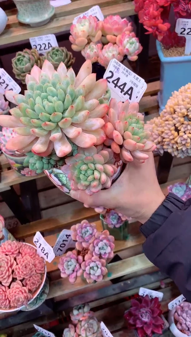 244A（一物一拍，精品多肉，w所见即所得 ）