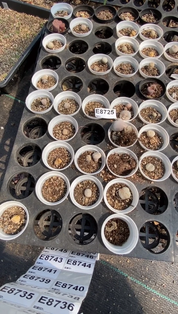8725直播间一物一拍脱土发货四框