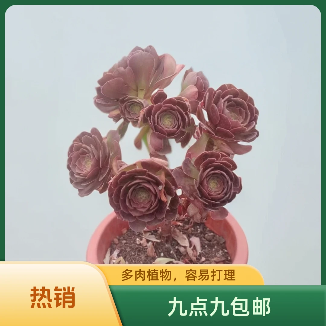 玫瑰法师多肉（九点九包邮） 以直播间实物为标准