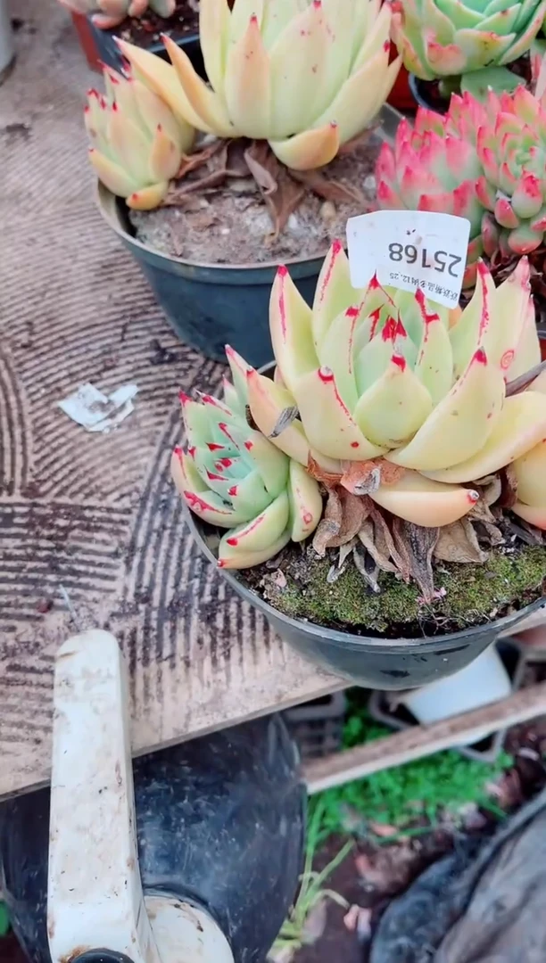 ༃****✰跃跃精品多肉25168