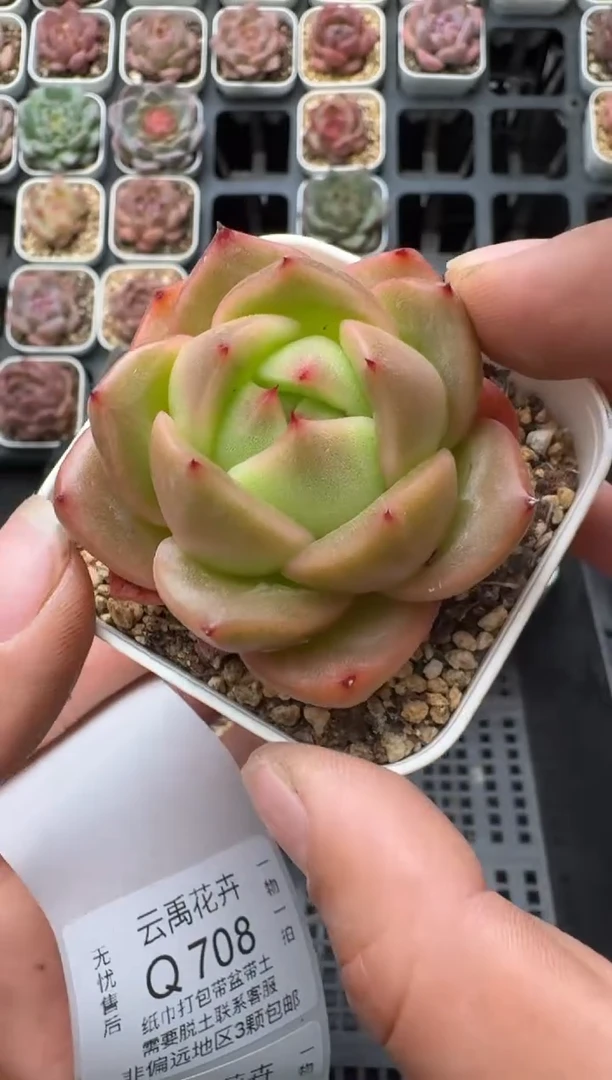 707Q (6.5cm杯）一物一拍 当场直播满3颗包邮