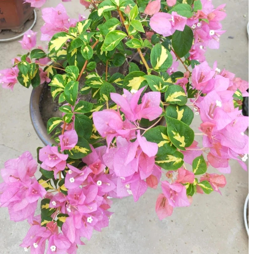 【金星橙白】仙女三角梅四季开花勤花基地直发