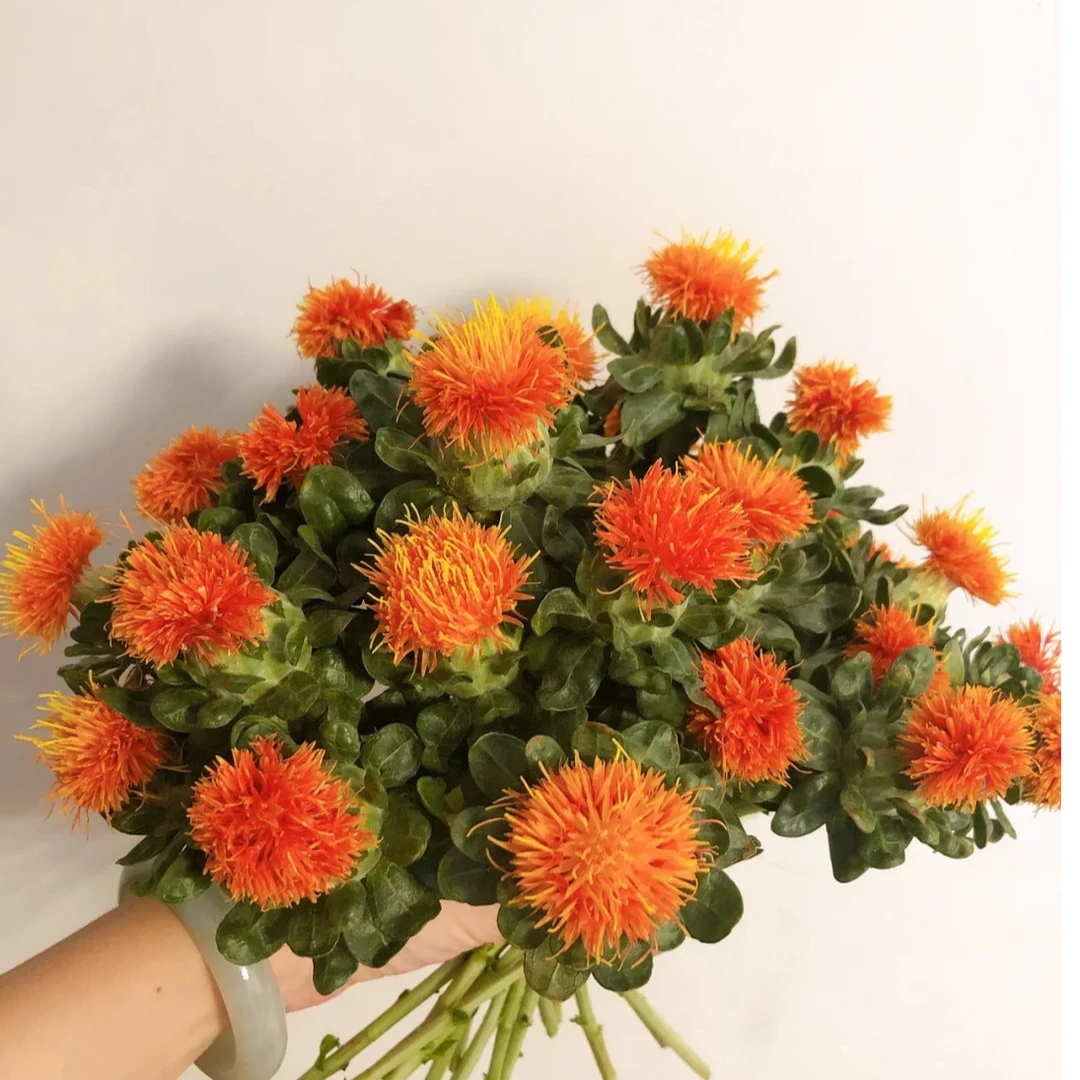 【橙菠萝】鲜切花  云南鲜花昆明基地现采现发