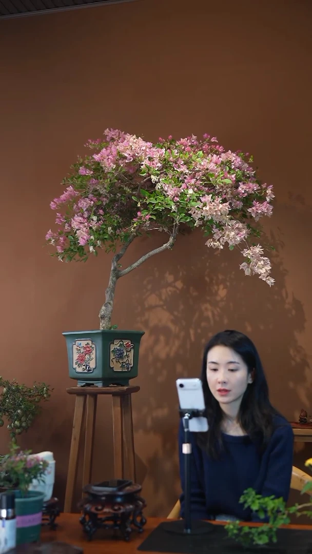 全部花朵?****?三角梅盆景盆景盆景