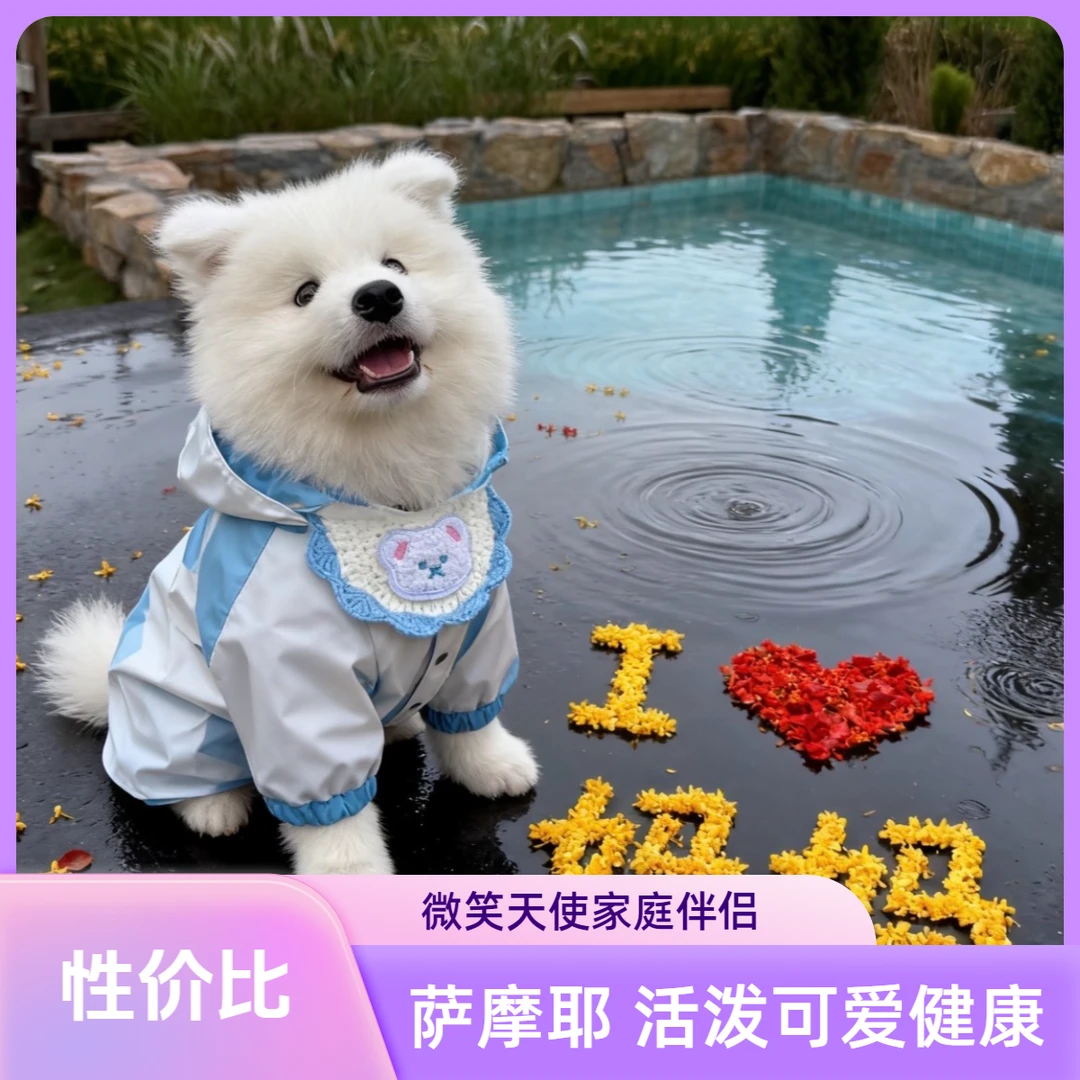 【年发犬业•萨摩耶】萨摩耶幼犬微笑天使健康熊版狼版活体宠物狗