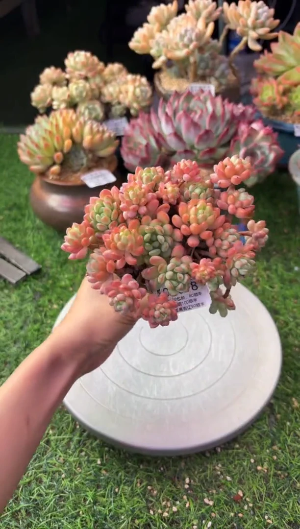 昆明印象多肉00078