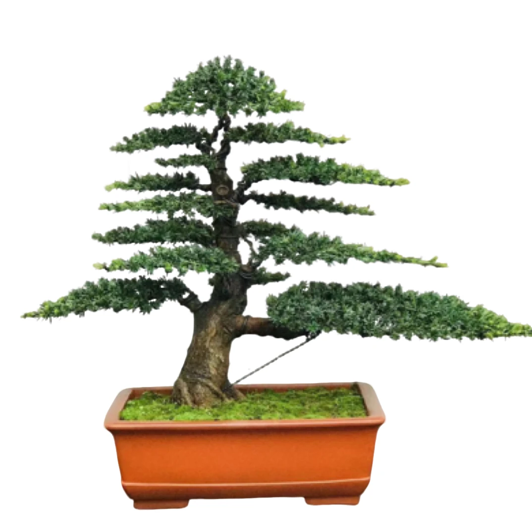 罗汉松绿植盆景室内外阳台客厅花卉罗汉松四季常青直播间一物一拍