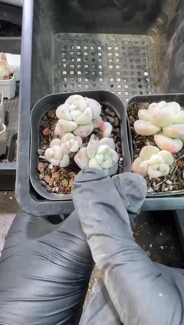 【闪购商品】131号到手1框--江北一物一拍