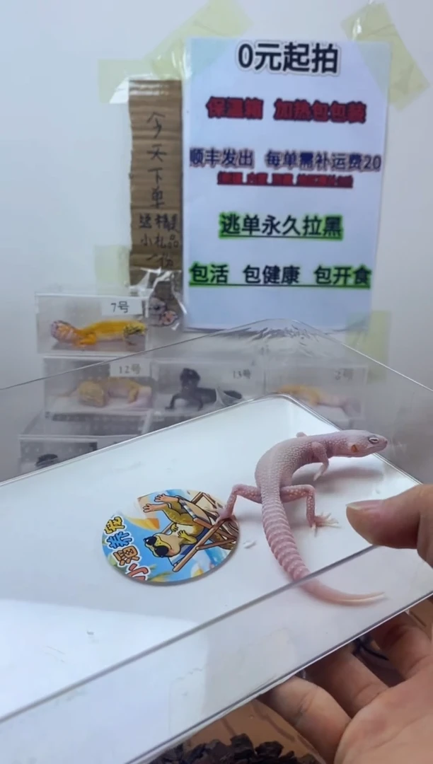豹纹守宫豹纹守宫幼苗亚成体成体