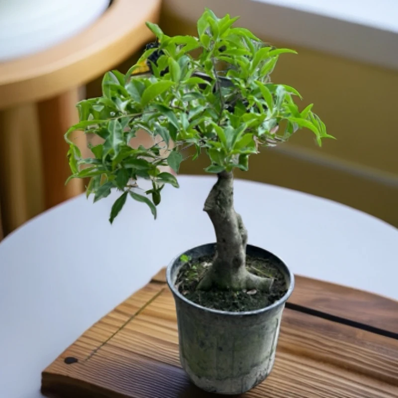 金弹子盆景老桩造型 适合办公室客厅桌面庭院阳台