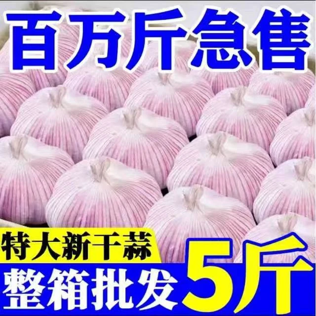 【2025新干蒜】农家自种干大蒜紫皮特大蒜王新鲜蒜头便宜批发特价