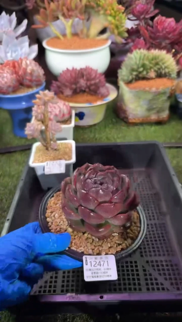 【闪购商品】12471