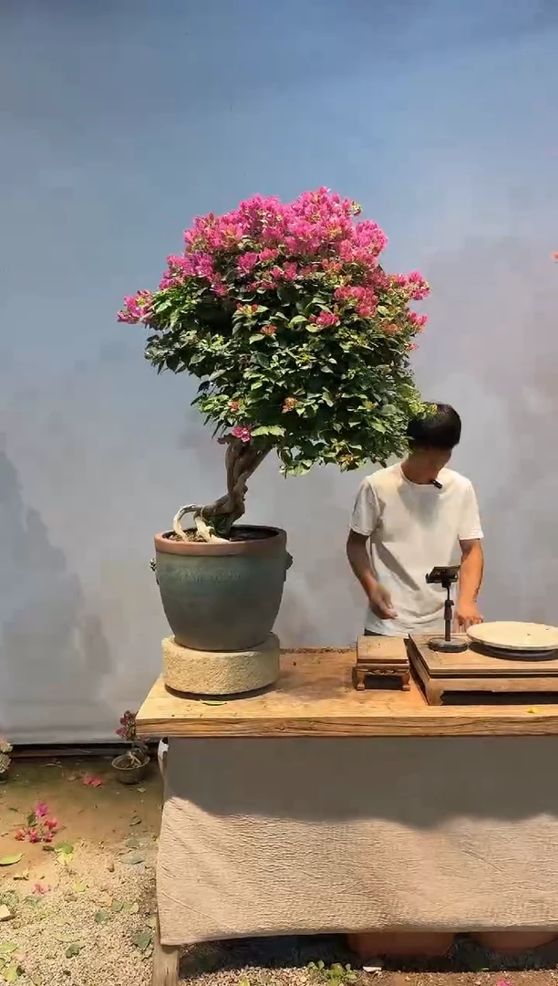 全部花朵「****」三角梅22