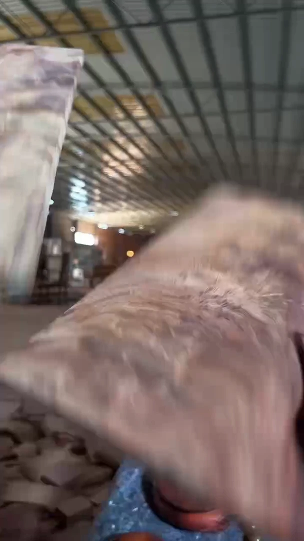 贡木用****3血檀 板子 两快