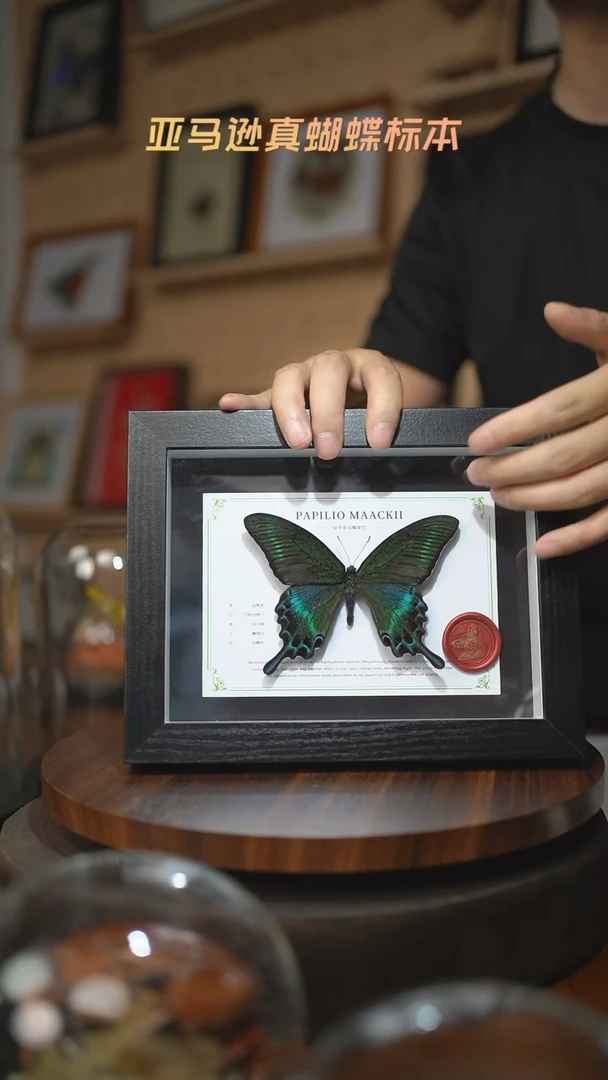 绿带翠凤蝶夏型8寸黑框国风版