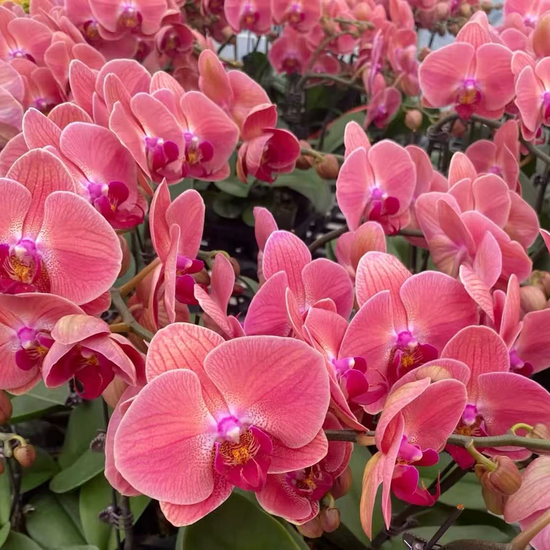 【钜宝才子】精品蝴蝶兰花室内阳台办公室高端花卉绿植盆栽年宵花