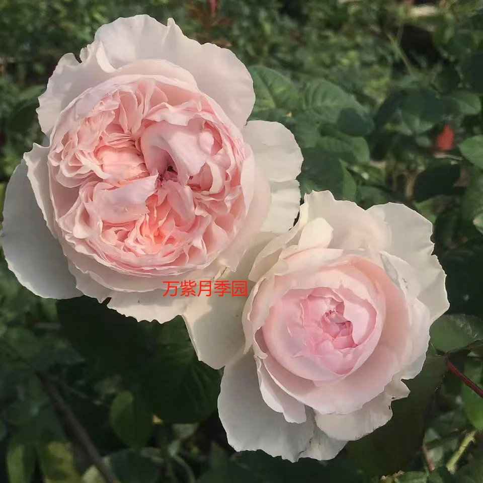 2025超新品首发伊芙爱人月季灌木大花浓香