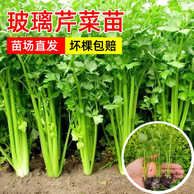 玻璃芹菜秧苗种子根带土发货实心山东寿光四季菜园庭院大田蔬菜苗