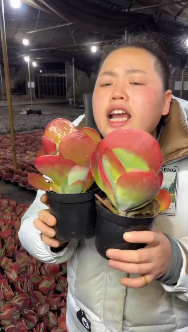 【闪购商品】59-唐印2颗5.8