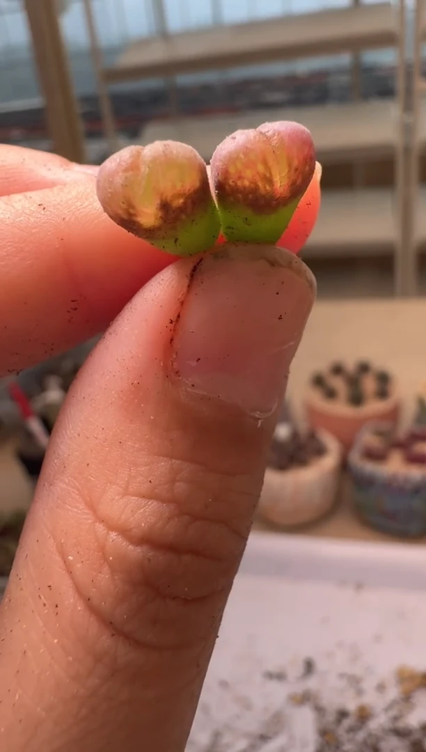 28-14多肉植物肉锥
