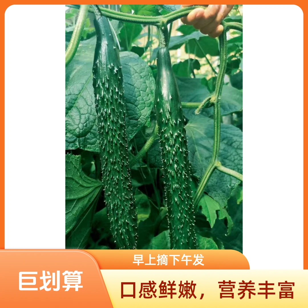 【现摘现发】新鲜黄瓜农家种植苍山老品种脆嫩多汁刺黄瓜