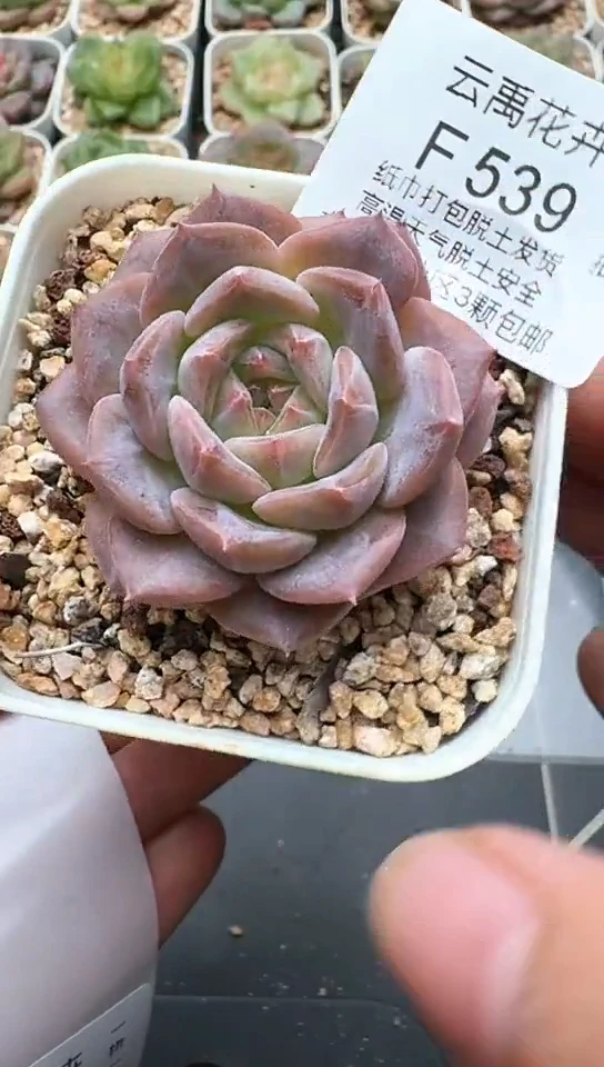 539F云禹多肉植物 默认脱土纸巾打包 3颗包邮