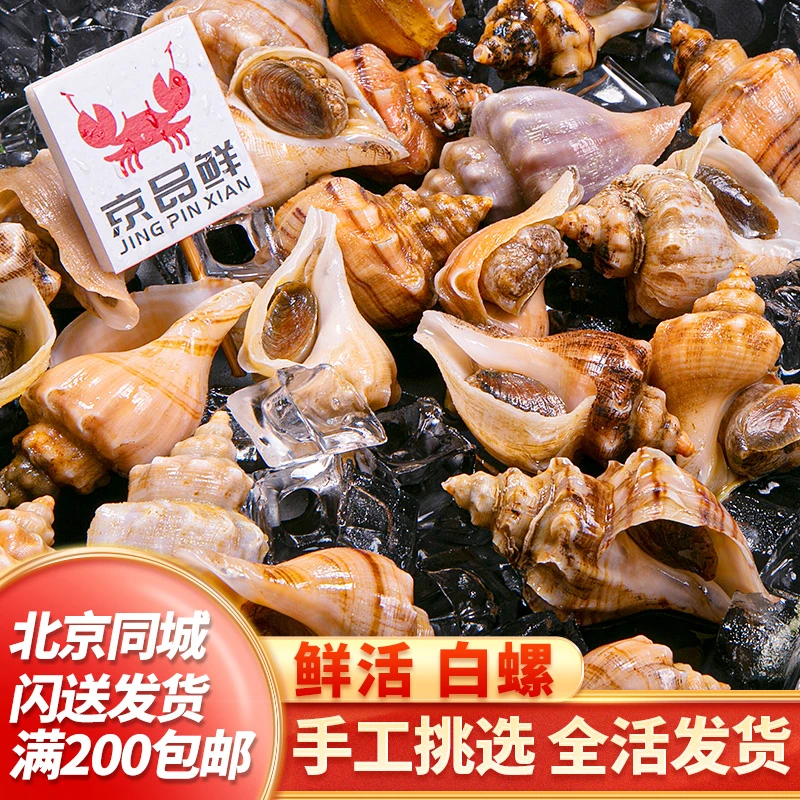 白螺每份500g角螺肉嫩无沙