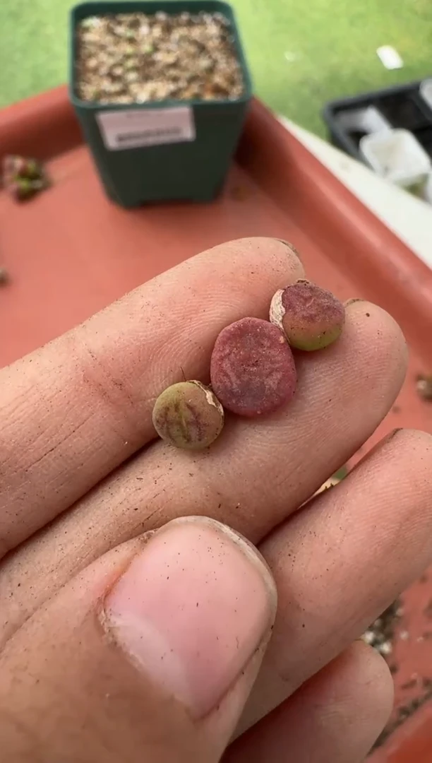 美丽的肉石头10-23