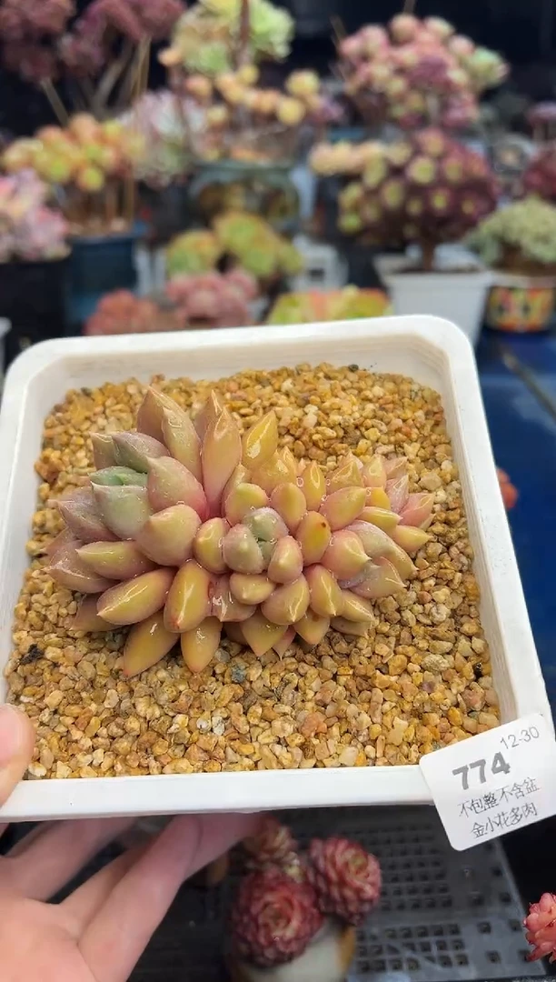 【闪购商品】774不带盆