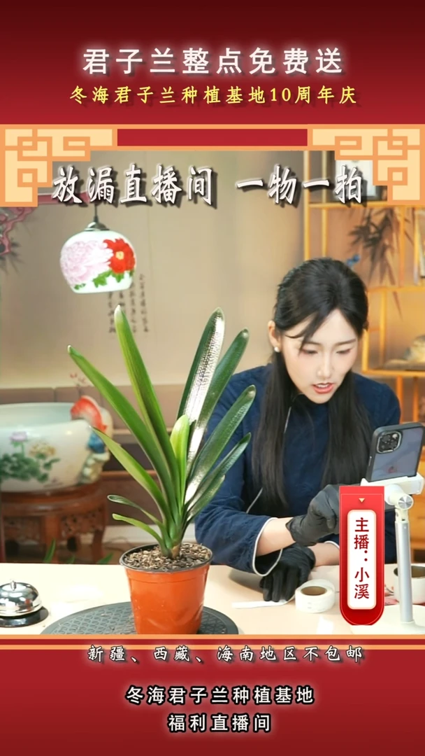 当前无花朵，栽培后可花朵大**杨君子兰