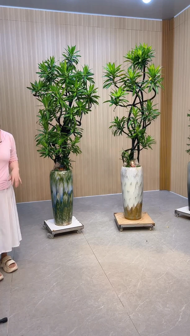 无花朵赵*余白色盆百合竹给您，鲜活直接下单付款回来截图