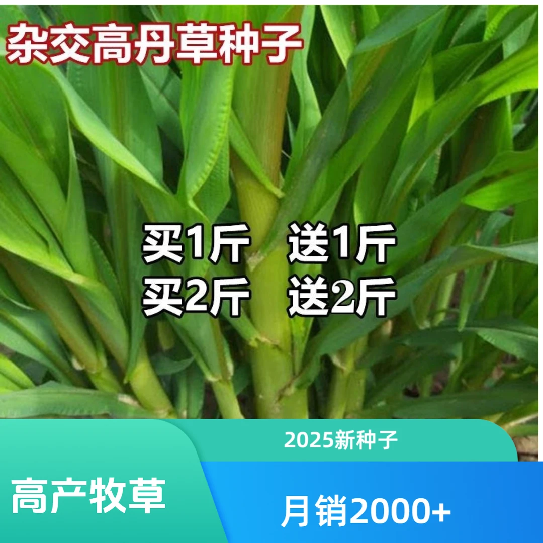 高丹草杂交耐寒高产牧草2025新种子进口养殖猪牛羊鸡鸭鹅专用多年
