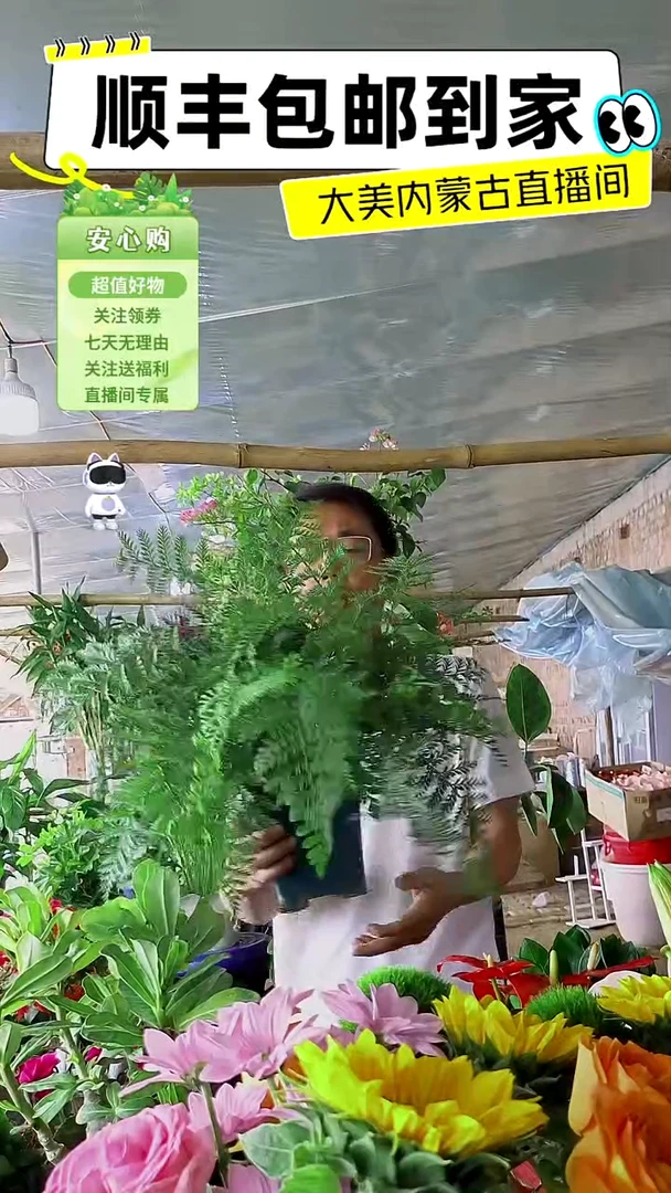 完全开放大颗吉姆蕨